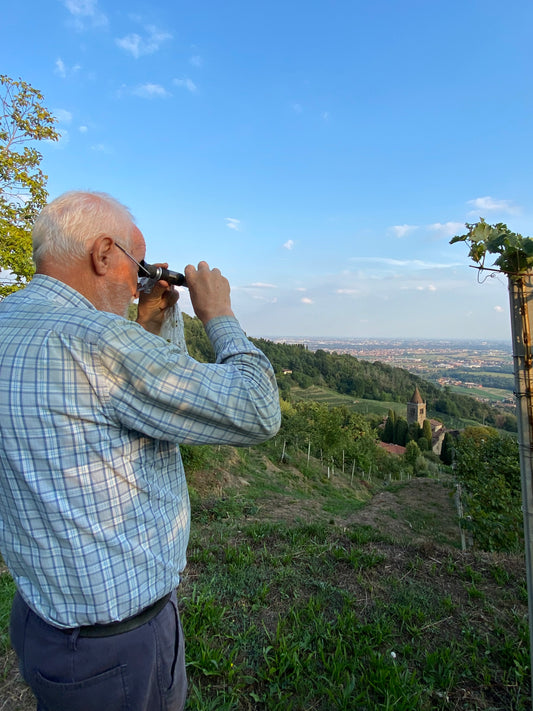 Vigneti Azienda agricola Sant'Egidio