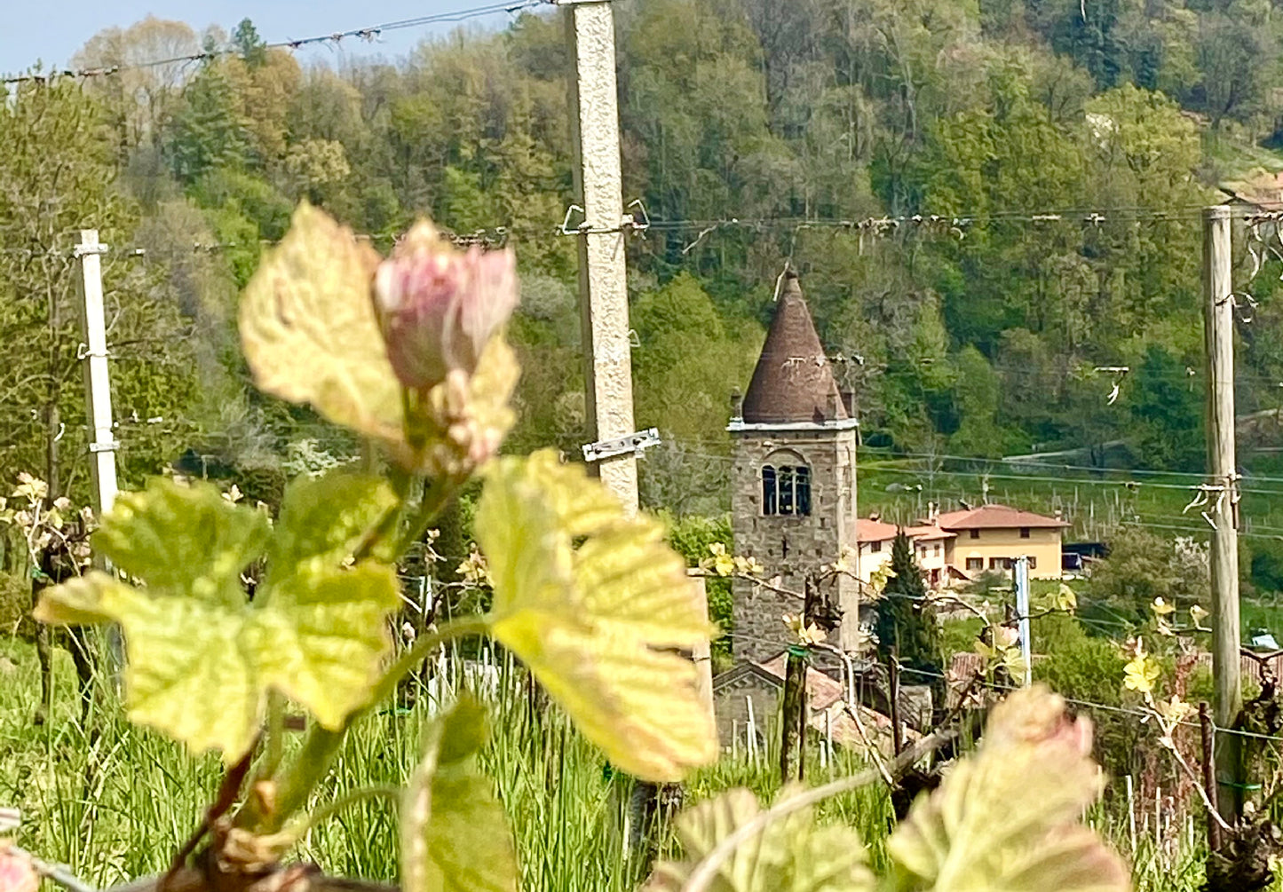 Visita guidata alla cantina con degustazioni di 3 vini