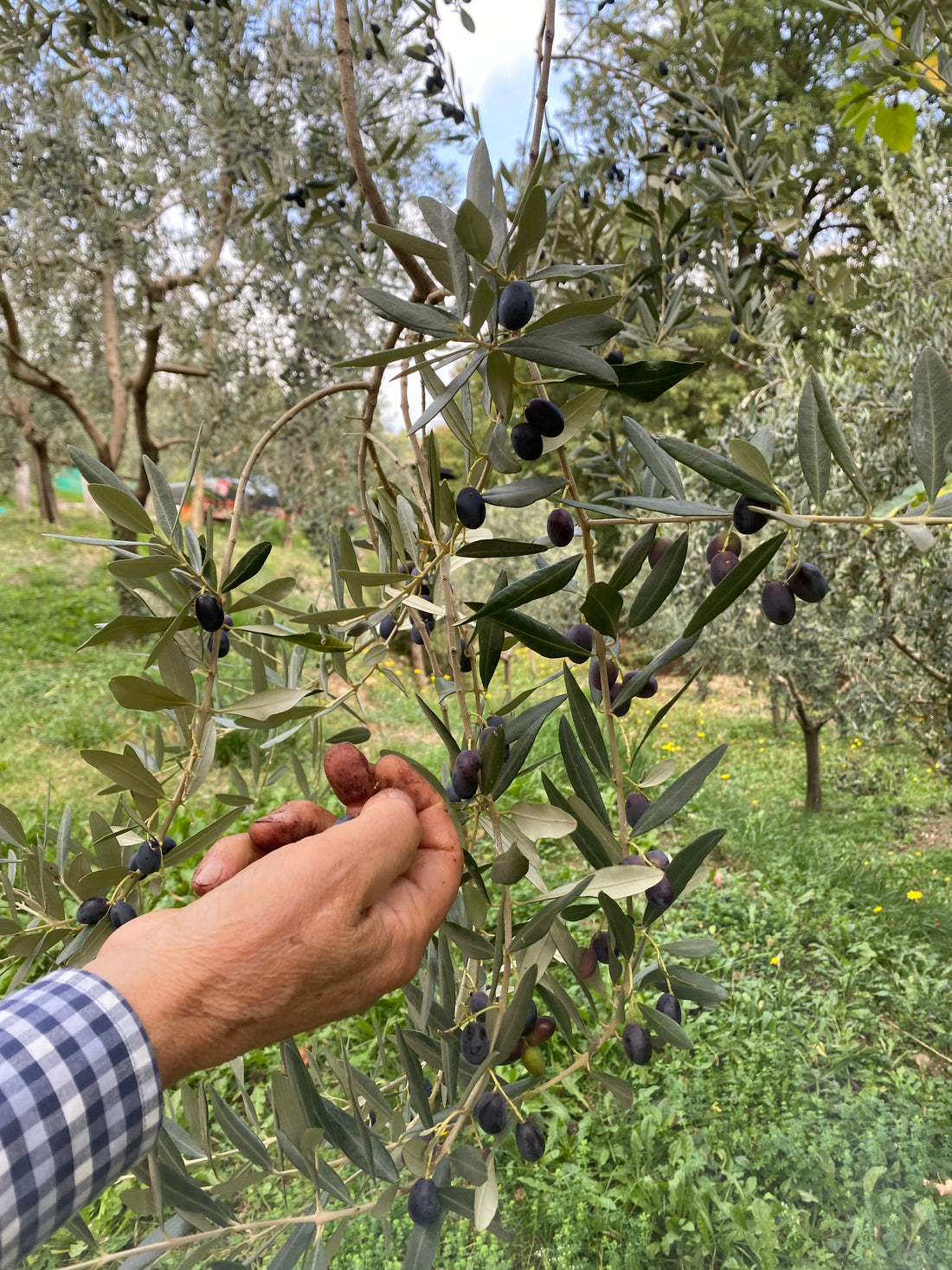 Olio extravergine di oliva "Monte dei Frati"